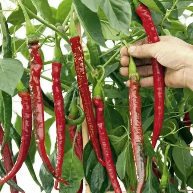 Recron Seeds of Long Chilli Pepper, Pack Of 100