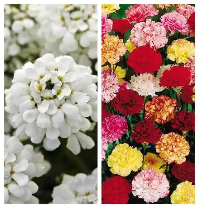 Candytuft Flower & Carnation Mix Flower Seeds, Pack of 2