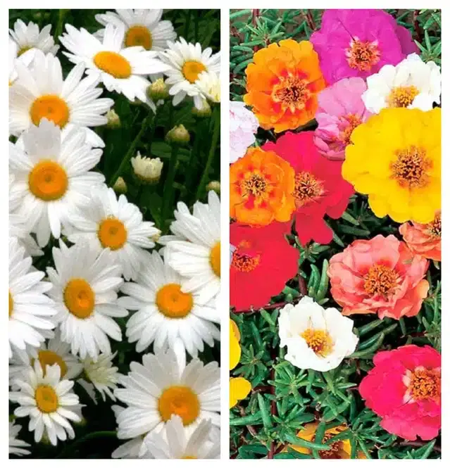 Daisy Mix & Portulaca Mix Flower Seeds, Pack of 2