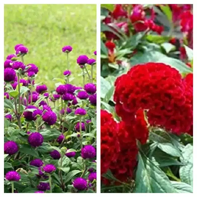 Gomphrena Purple & Cockscomb Red Flower Seeds, Pack of 2