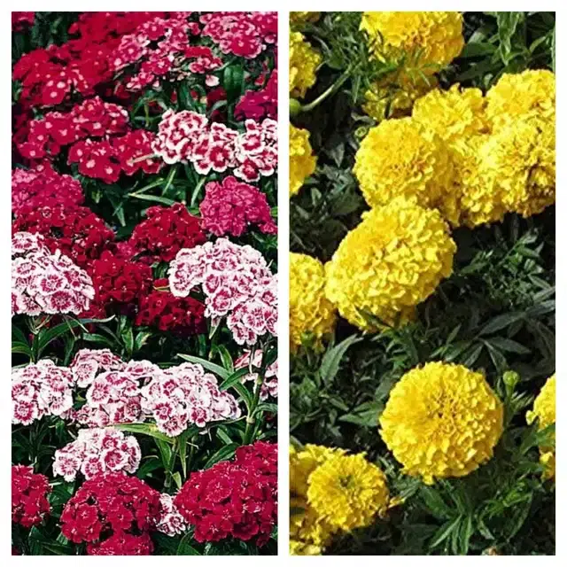 Sweet William & Marigold Yellow Flower Seeds, Pack of 2
