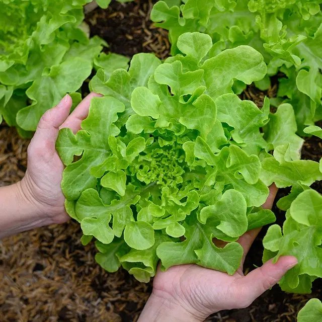 Jignisha Seeds Green Lettuce Seeds, Green, Pack of 100