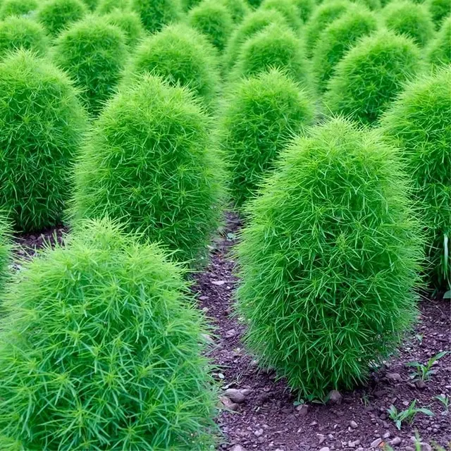 Kochia Green China Grass Seeds, Pack of 30