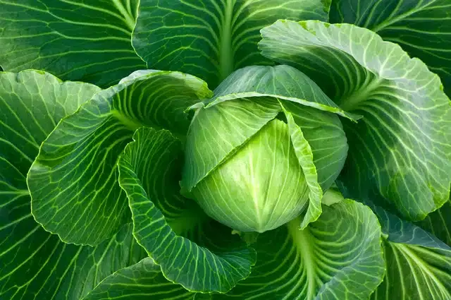 Cabbage Seeds, Combo of 1