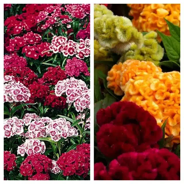 Sweet William & Cockscomb Mix Flower Seeds, Pack of 2