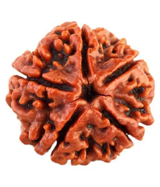 BHARDWAJ RETAILS GLOBAL FIVE MUKHI SIDDHA RUDRAKSH LABCERTIFIED FROM NEPAL 5 Face Rudraksha, Pack of 1 (Assorted) (BR23)