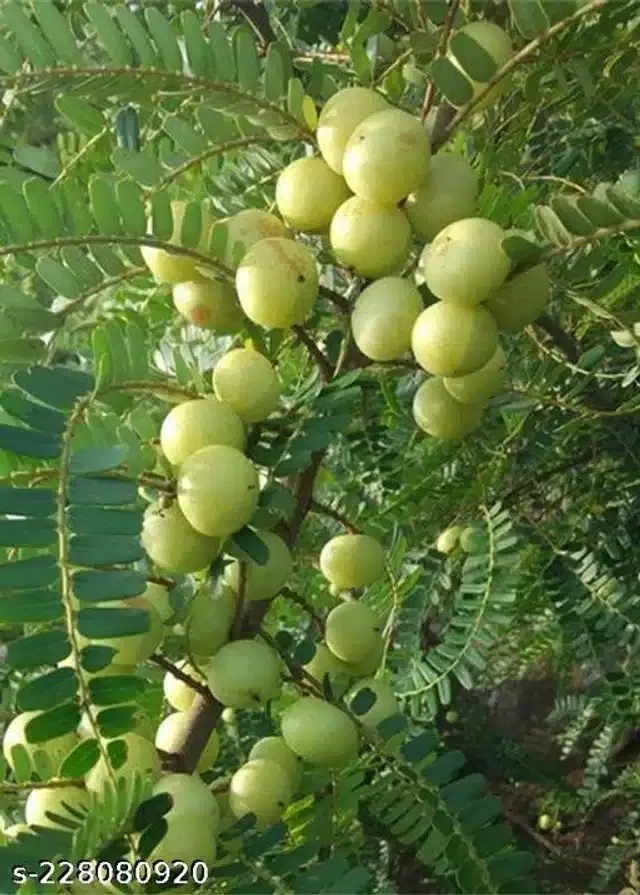 Amla Seeds, Pack of 30