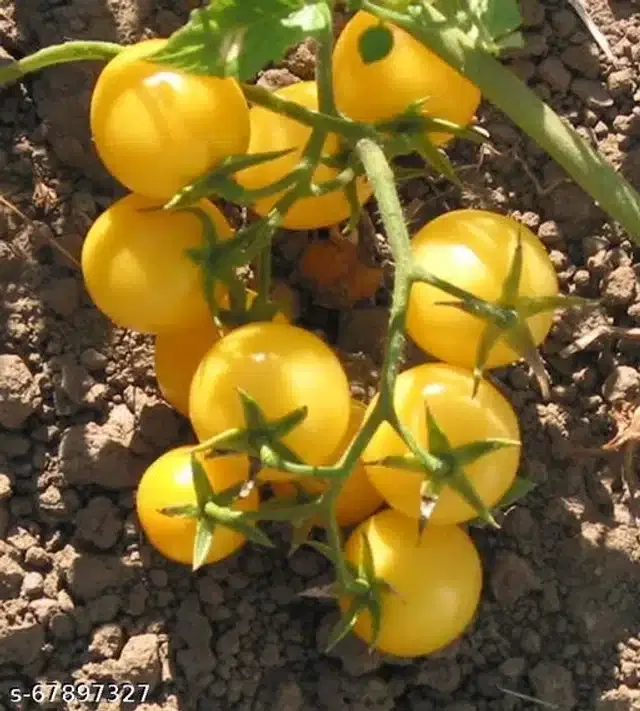 Yellow Cherry Tomatoes Seeds, Pack of 50
