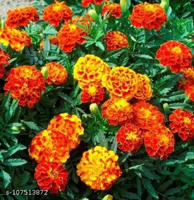 Marigold French Mixed Color Flower Seeds, Pack of 50