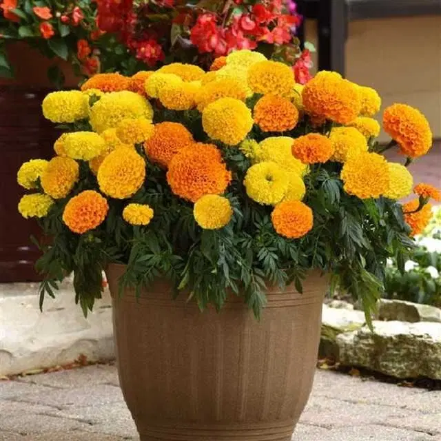 Seeds of Marigold Mixed Flowers, Pack Of 50