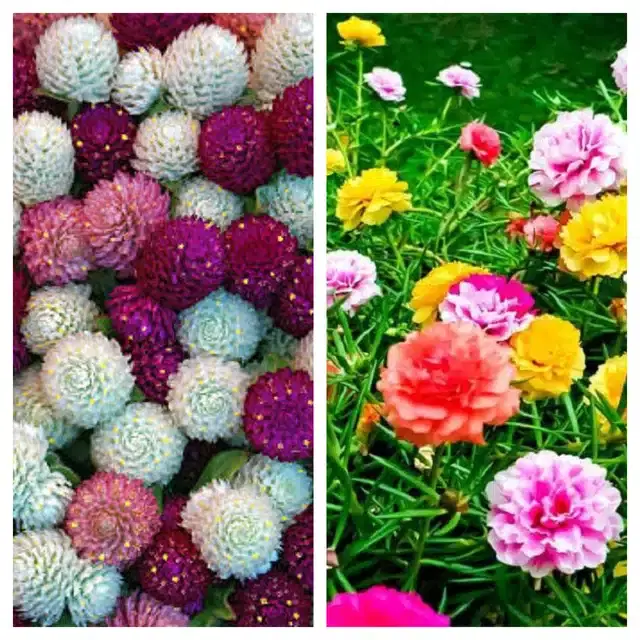 Gomphrena Mix & Portulaca Mix Flower Seeds, Pack of 2