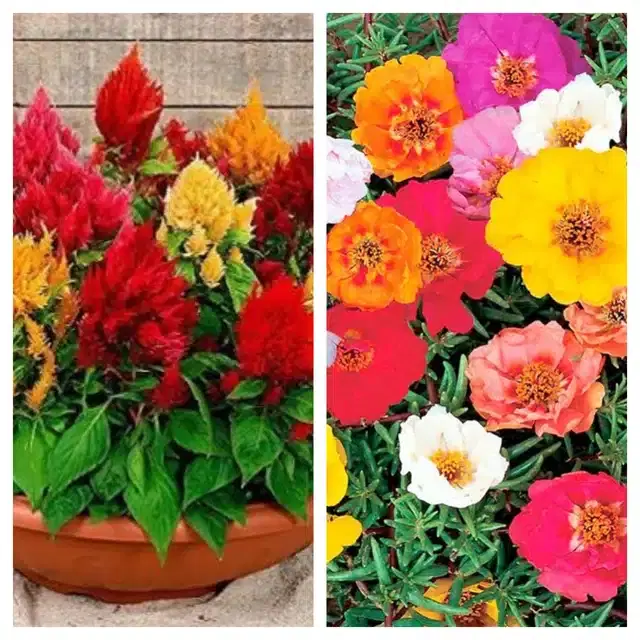 Celosia Mix & Portulaca Mix Flower Seeds, Pack of 2