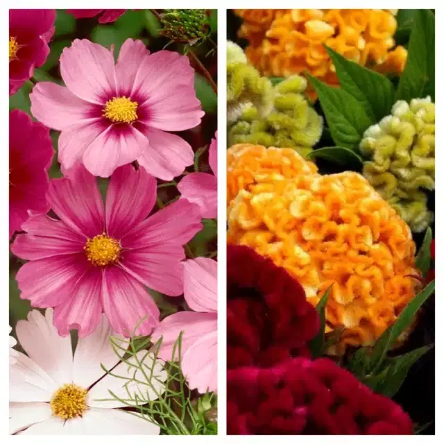Cosmos Mix & Cockscomb Mix Flower Seeds, Pack of 2