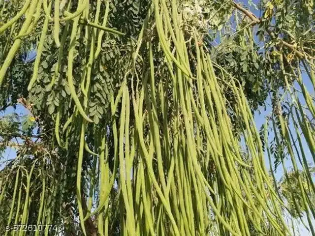 Moringa Seeds, Pack of 20