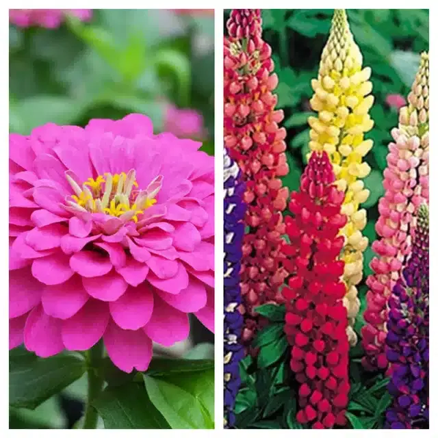 Zinnia Pink & Lupine Mix Flower Seeds, Pack of 2