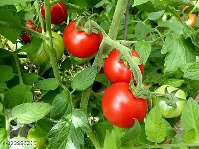Red Ruby Cherry Tomato Vegetable Seeds, Pack of 50