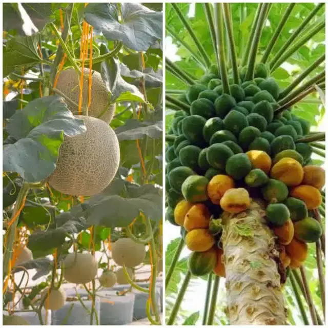 Fruit Seeds, Combo of 2