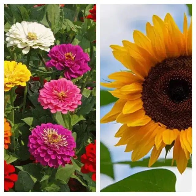 Zinnia Mix & Sunflower Flower Seeds, Pack of 2