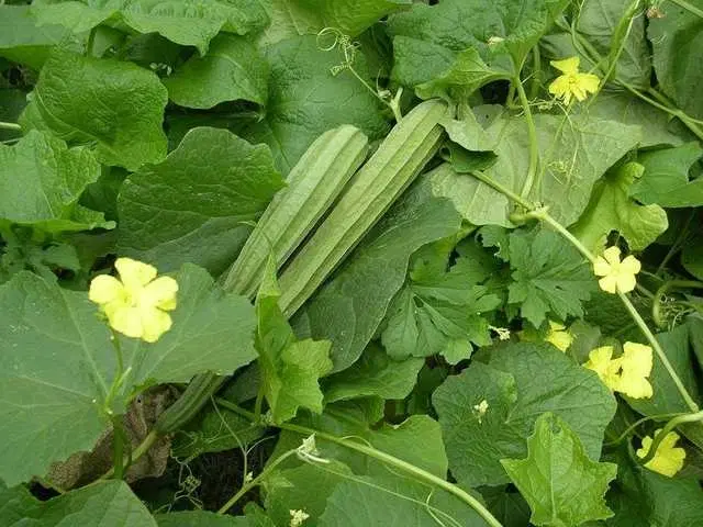 Recron Seeds of Ridge Gourd Vegetable, Pack Of 20