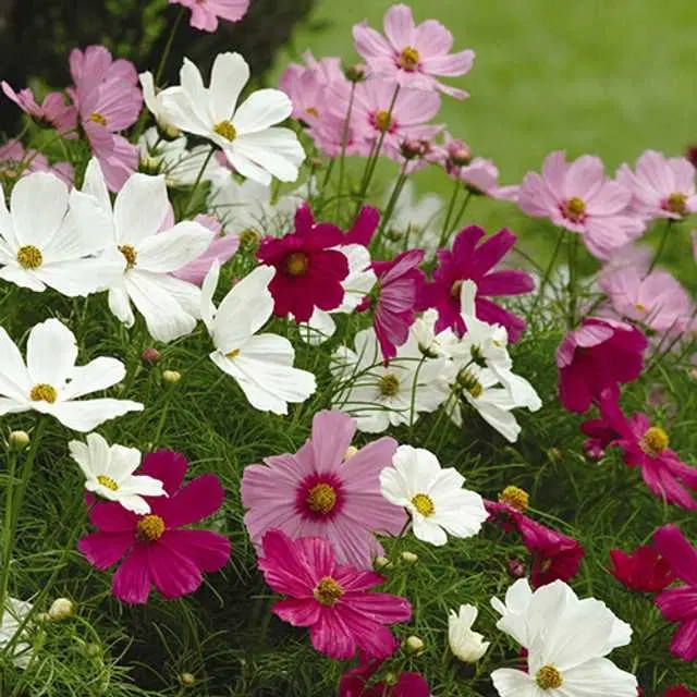 Recron Seeds of Cosmos Bright Light Flower, Pack Of 30