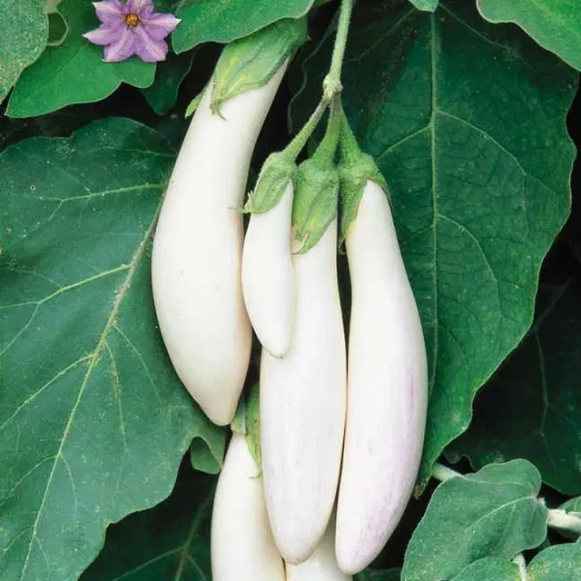Brinjal White Long Vegetable Seeds, Pack of 50