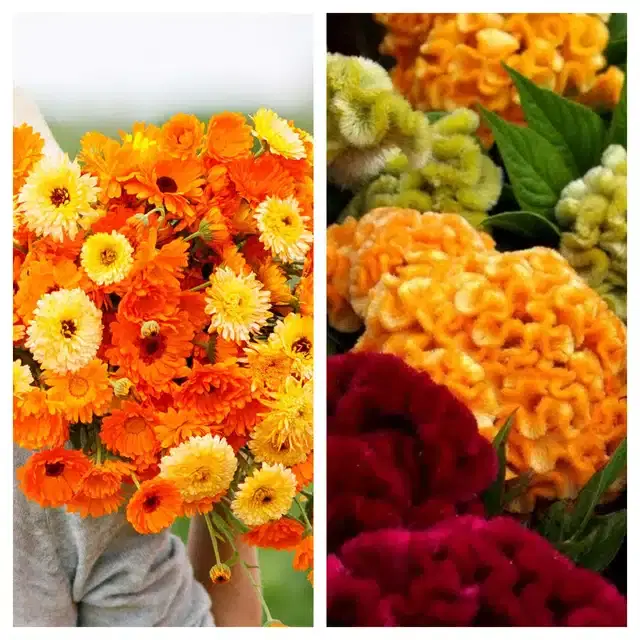 Calendula Mix & Cockscomb Mix Flower Seeds, Pack of 2