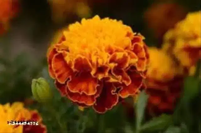 American Mixed Marigold Seeds, Pack of 50