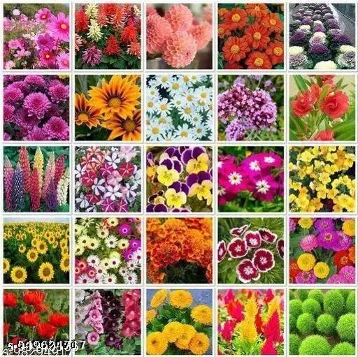 Aero Seeds Plant flower Seeds For Home Garden Flowers Combo of 25 Packet of Seeds