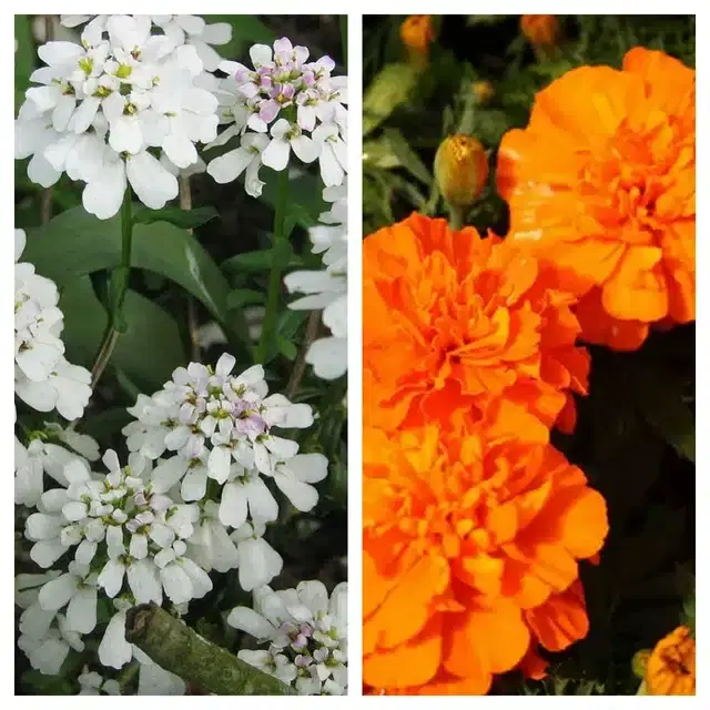 Candytuft Flower & Marigold Orange Flower Seeds, Pack of 2
