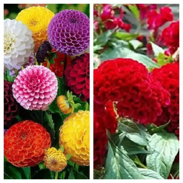 Dhalia Mix & Cosckscomb Red Flower Seeds, Pack of 2