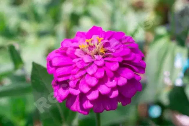 Seeds of Purple Zinnia Flower, Pack Of 30
