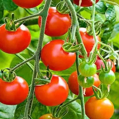 Zello Hybrid Indian Tomato 100 Seeds Pack