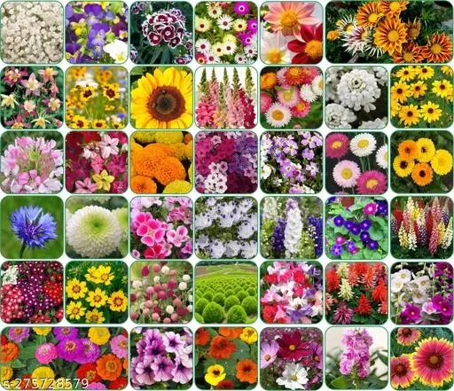 Aero Seeds Combo of 40 variety flower seeds with instruction manual.