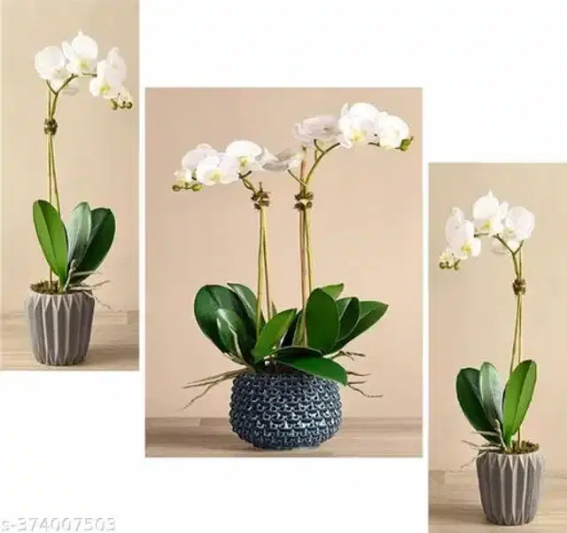 Wooden UV Coated Digital Painitings, Multicolor, 12x18 inches, Pack of 3