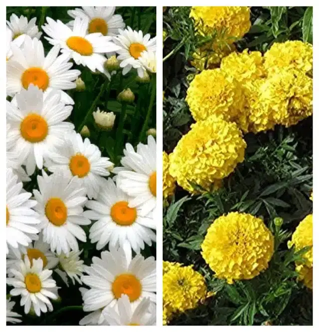 Daisy Mix & Marigold Yellow Flower Seeds, Pack of 2