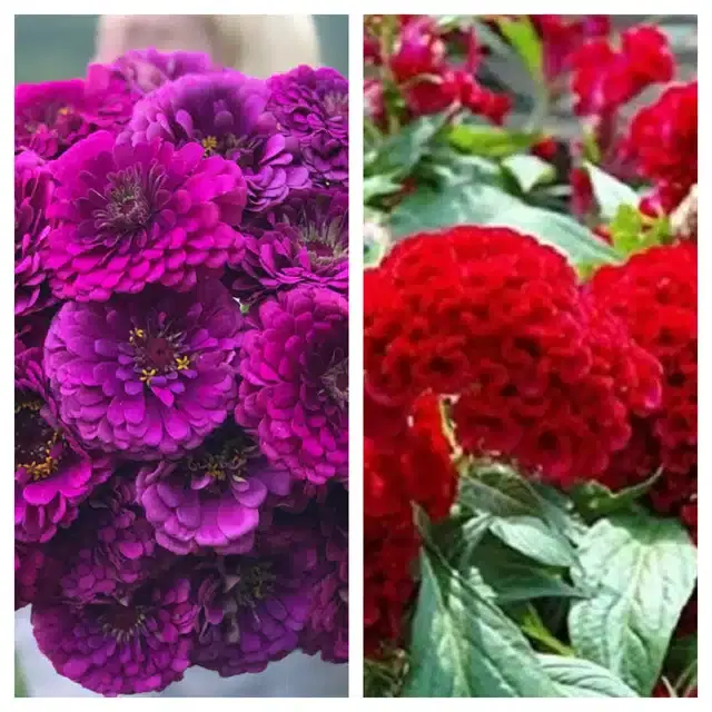 Zinnia Purple & Coskscomb Red Flower Seeds, Pack of 2