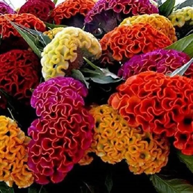 Cockscomb Mix Flower Seeds, Pack of 30