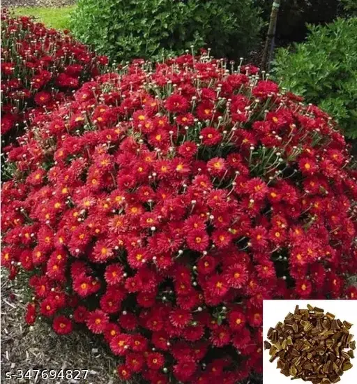 Chrysanthemum Mix Flower Seeds, 50 Seeds