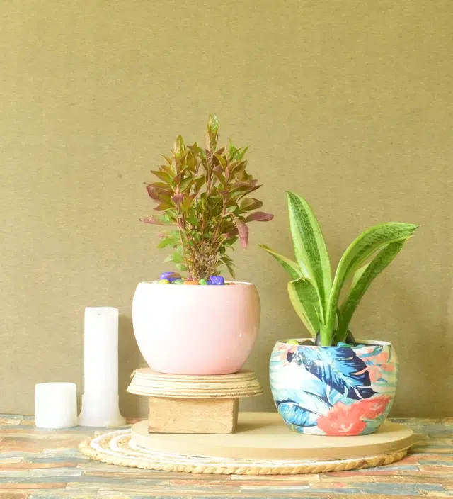 Metal Planter for Home, Multicolor, Pack of 2