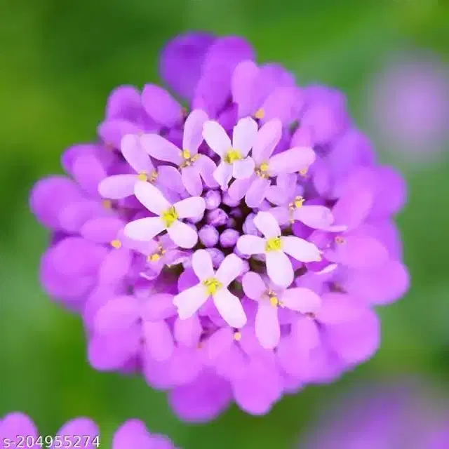 Candytuft Mix Color Flower Seeds, Pack of 30