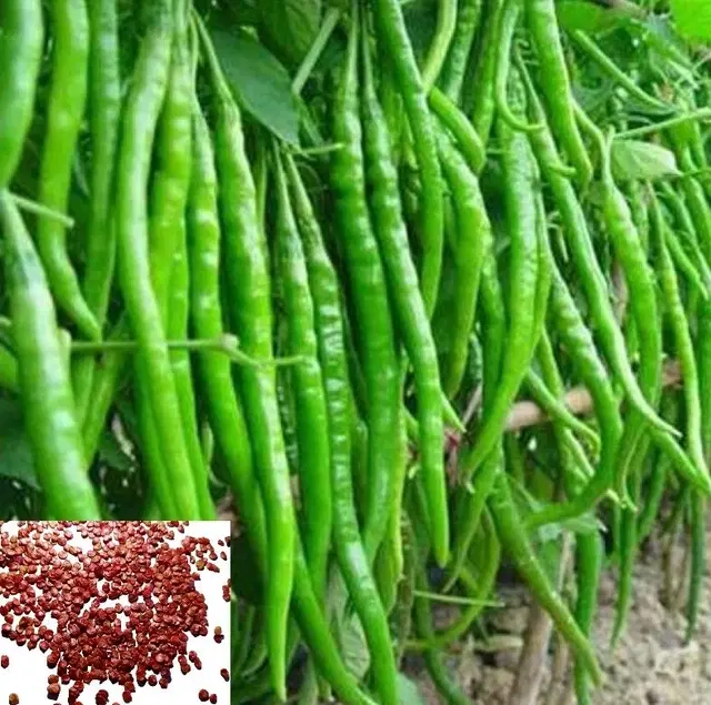 Zello Chilli Vegetable,  50 Seeds