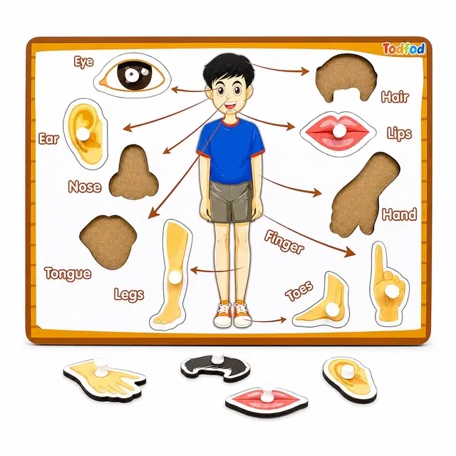 TodFod Wooden Body Parts Identify Puzzle With Knobs
