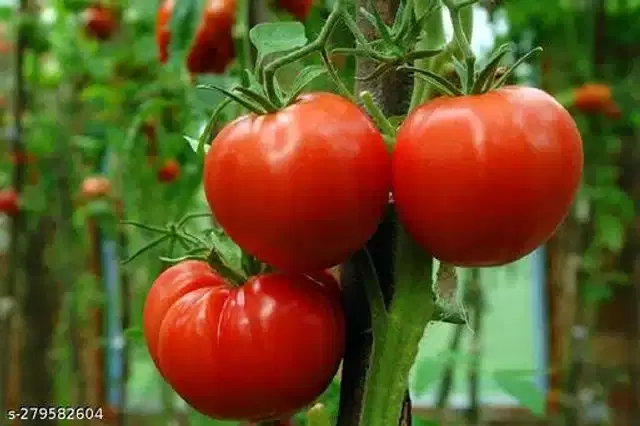 Tomato Pusa Ruby Super Vegetable Seeds, Pack of 100