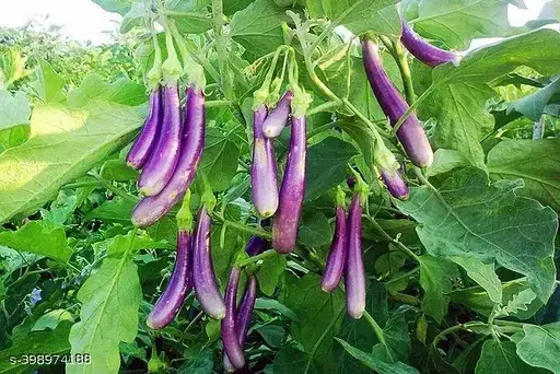 Brinjal, BenganF1 Hybrid Vegetable Seeds - Pack of 100 Seeds