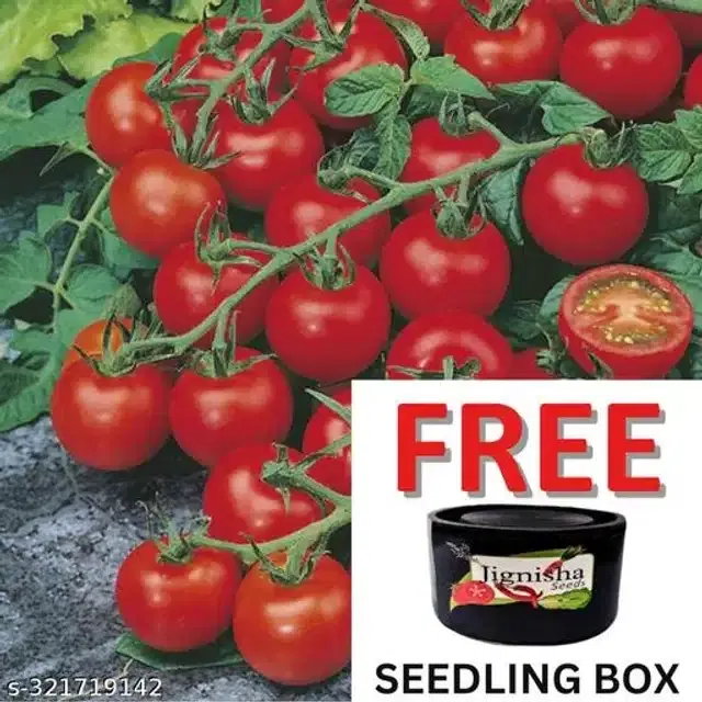 Red Ruby Cherry Tomato Vegetable Plant Seeds, Pack of 50
