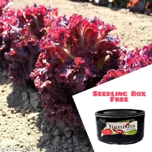 Red Lettuce Iceberg Vegetable Seeds, Pack of 100
