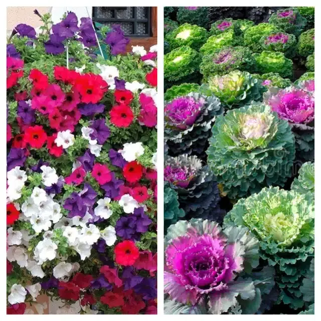 Petunia Mix & Flowering Kale Flower Seeds, Pack of 2