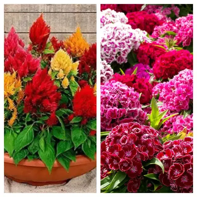 Celosia Mix & Sweet William Flower Seeds, Pack of 2