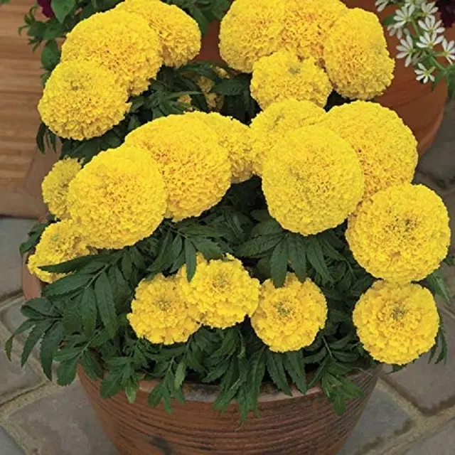 Marigold Yellow Flower Seeds, Pack of 50