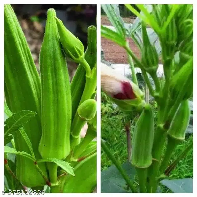 Combo Vegetable Seeds, Pack of 50